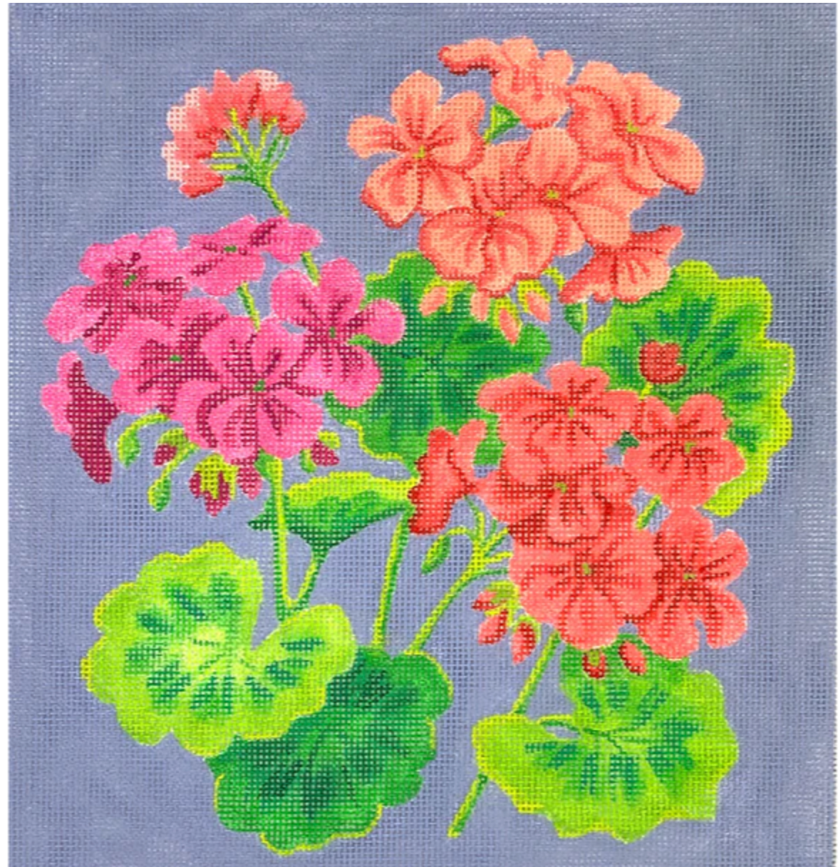 Bright Geraniums on Periwinkle Blue