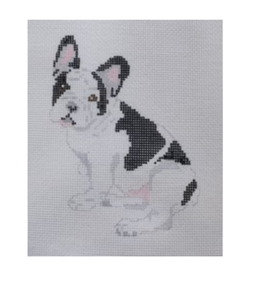 French Bull Dog