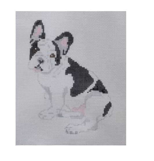 French Bull Dog