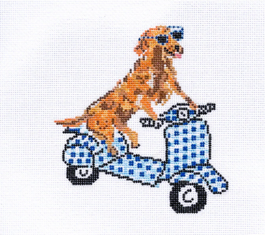 Golden on a Moped